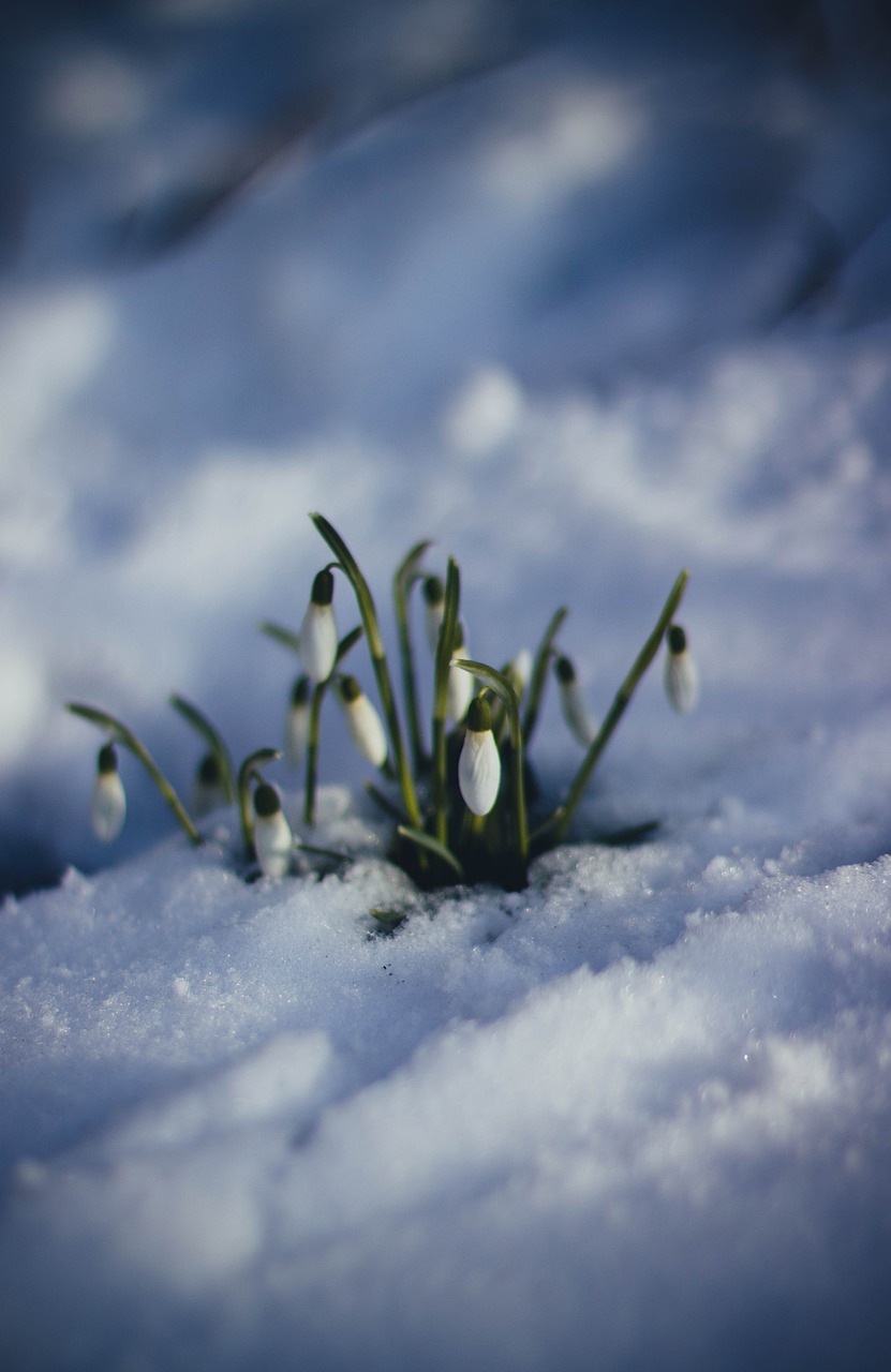 雪迷宫，张艺谋挑战缉毒题材